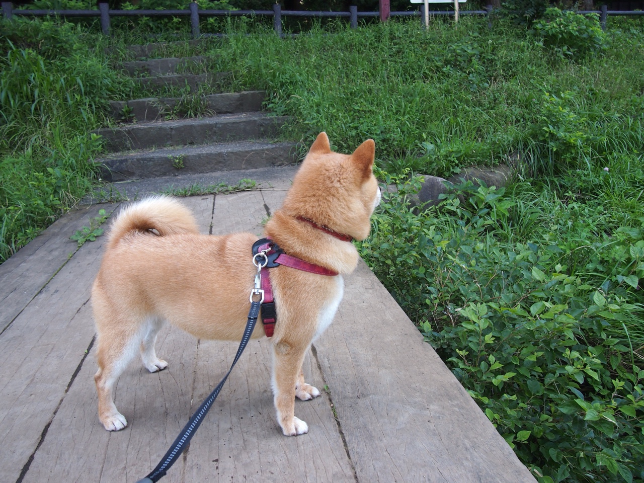 绿茵节奏革命,一场欧冠决赛背后的尼日利亚脉搏