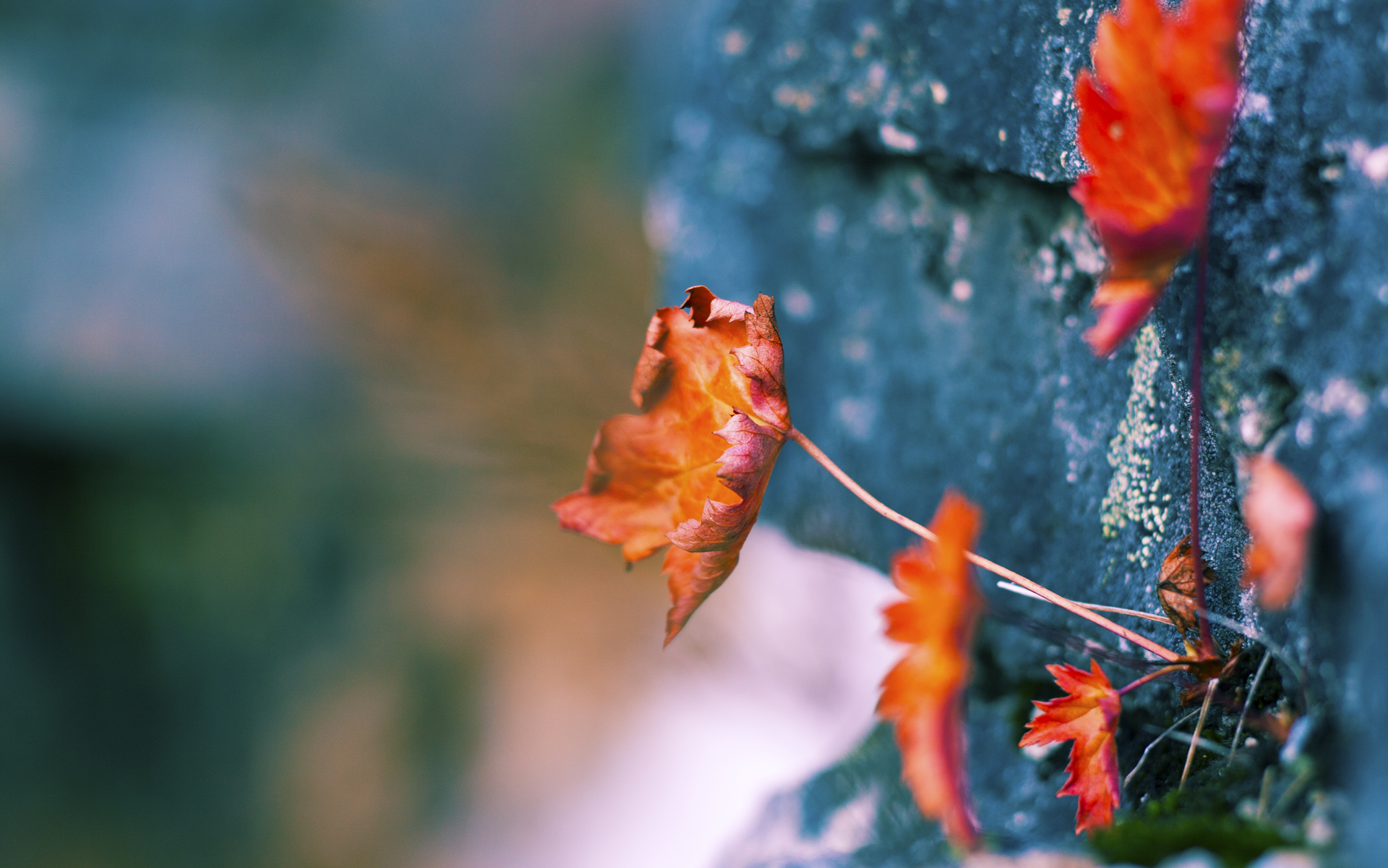 开云APP-2026世界杯焦点战，当足球场重燃步行者逆转猛龙的历史记忆