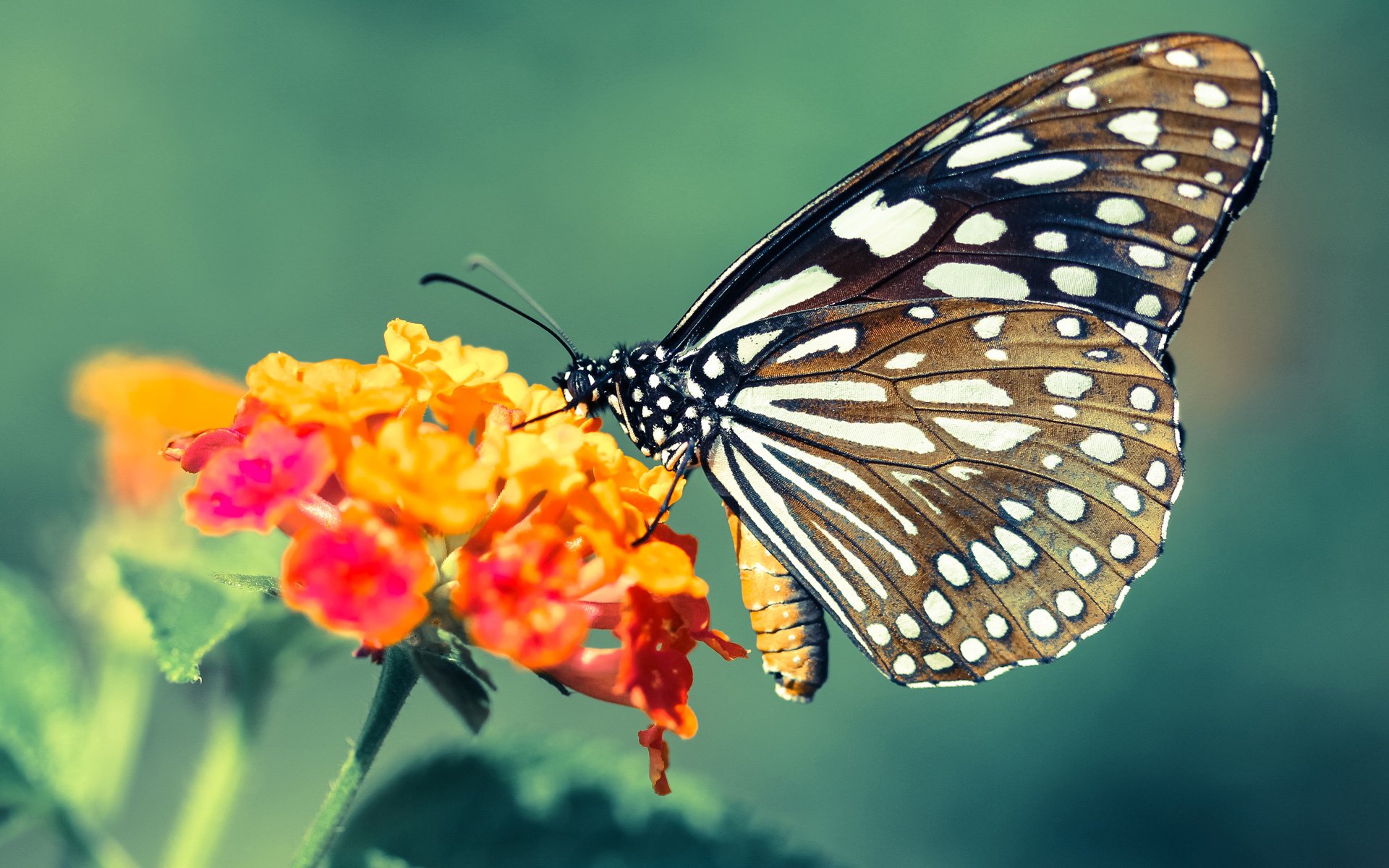 独一无二的胜利方式,从多特蒙德的压制哲学到富安健洋的防守艺术